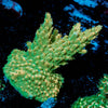 Temporal Distortion Acropora 