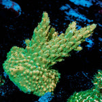 Temporal Distortion Acropora 