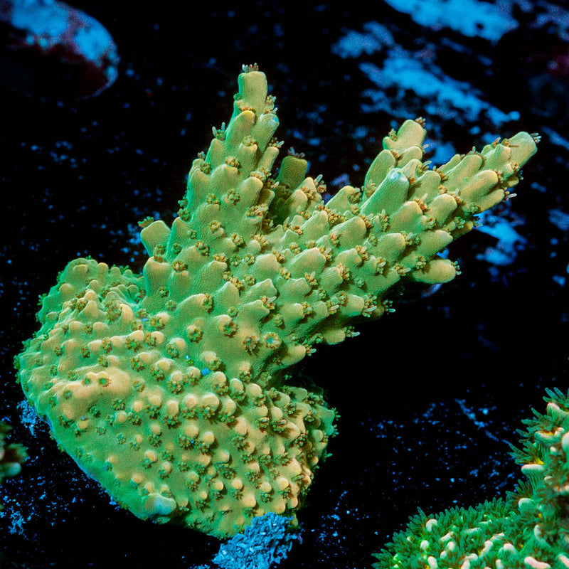 Temporal Distortion Acropora