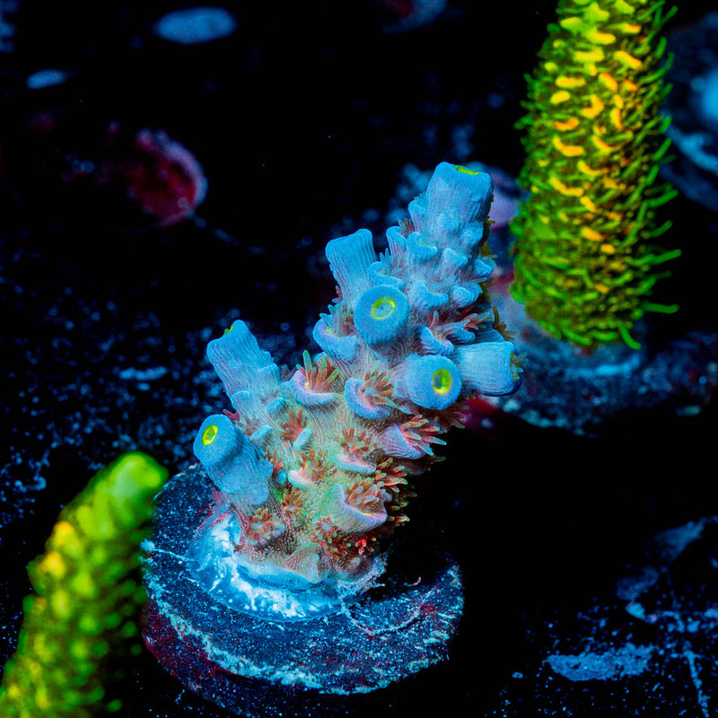 TSA Rainbow Fusion Tenuis