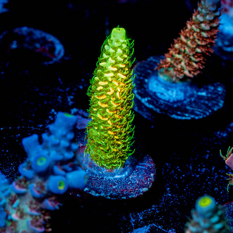 Acid Trip Millepora