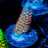 Chevron Tenuis Acropora 
