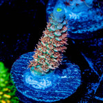 Chevron Tenuis Acropora 