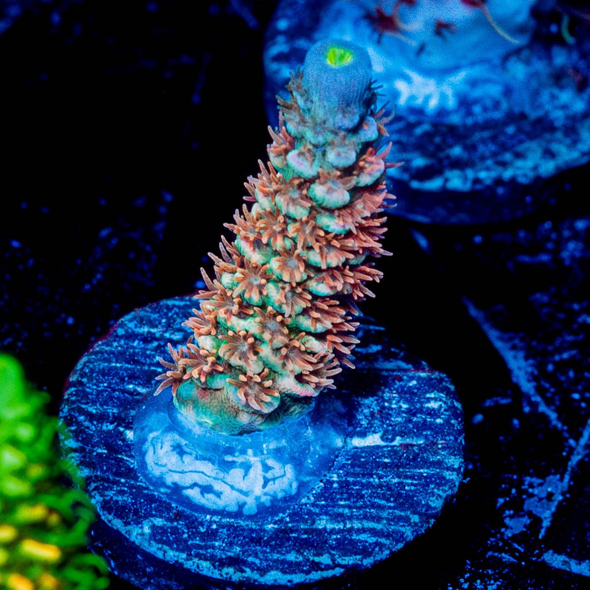 Chevron Tenuis Acropora 