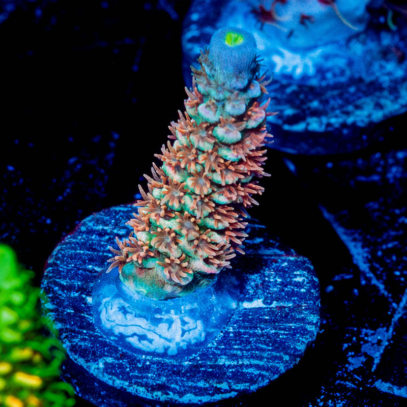 Chevron Tenuis Acropora