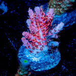 Night Furry Acropora 