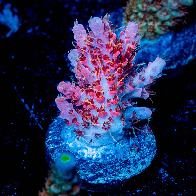 Night Furry Acropora