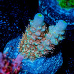 Chevron Tenuis Acropora 