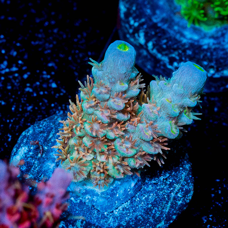 Chevron Tenuis Acropora