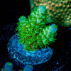 Toxic Psycho Tenuis Acropora 