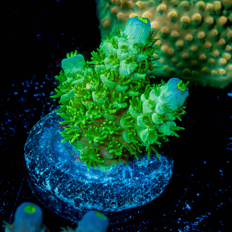 Toxic Psycho Tenuis Acropora