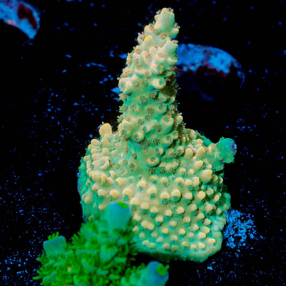 Temporal Distortion Acropora 