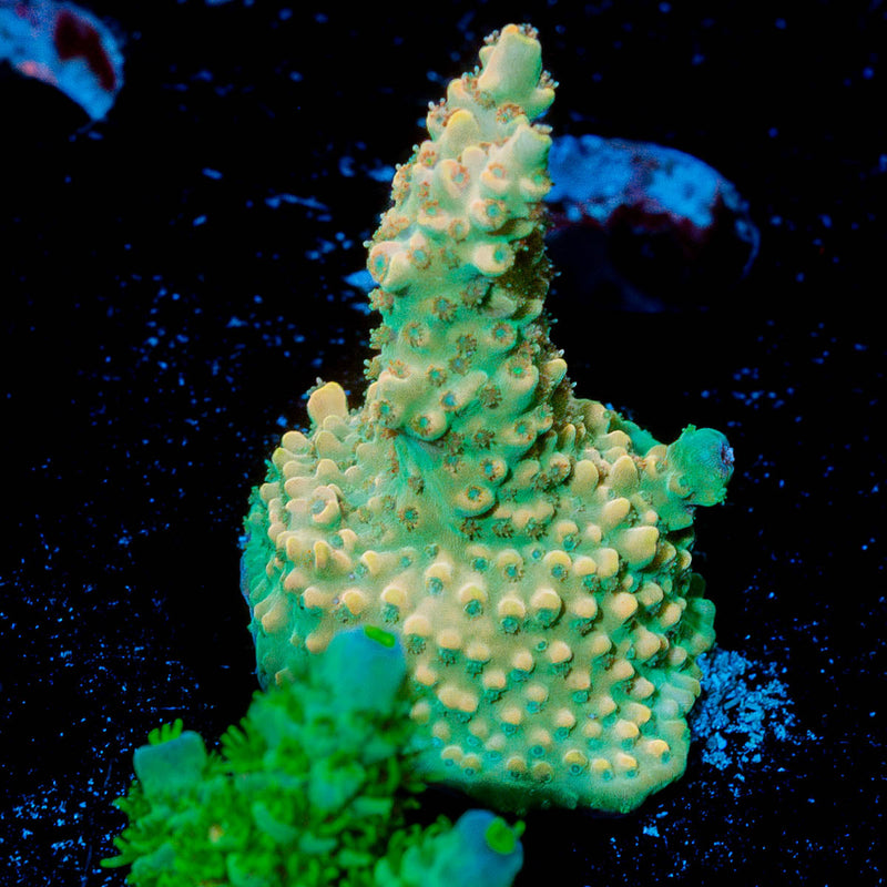 Temporal Distortion Acropora