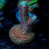 Millepora 