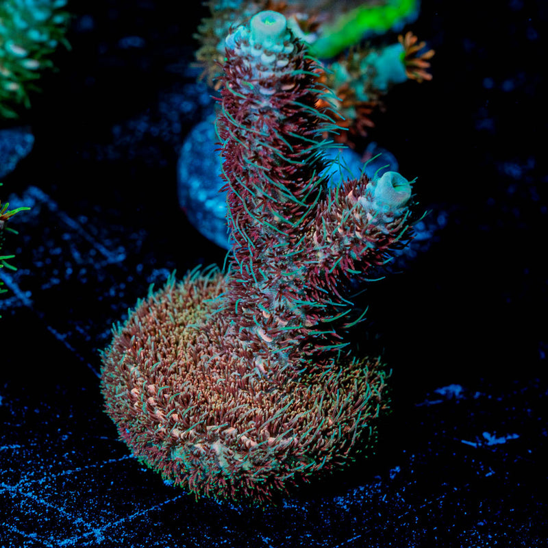Millepora