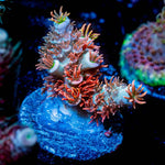 Cherry Bomb Tenuis Acropora 