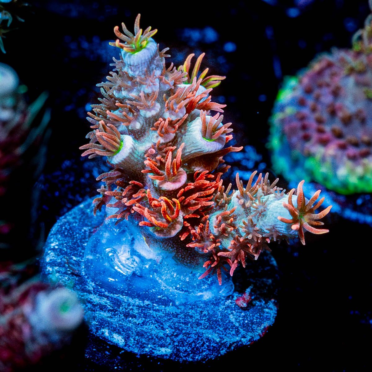 Cherry Bomb Tenuis Acropora 