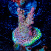 Purple Haze Acropora 