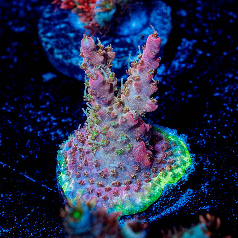Purple Haze Acropora