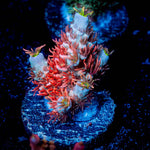 Cherry Bomb Tenuis Acropora 
