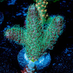 Radiant Millepora 