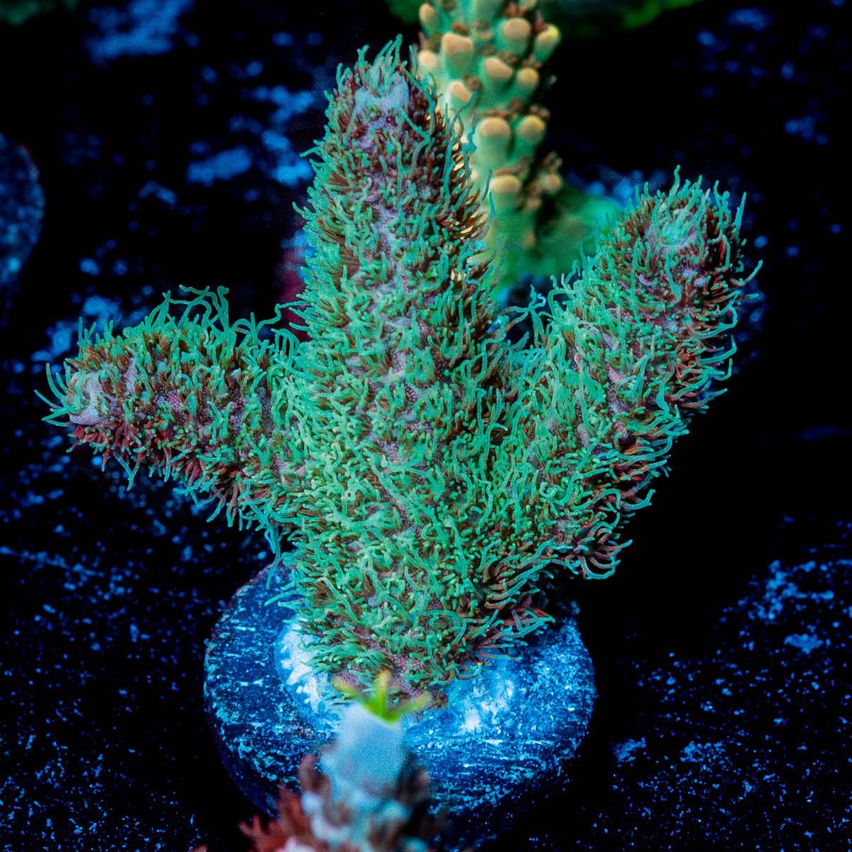 Radiant Millepora 