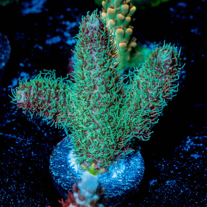 Radiant Millepora