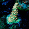 Temporal Distortion Acropora 