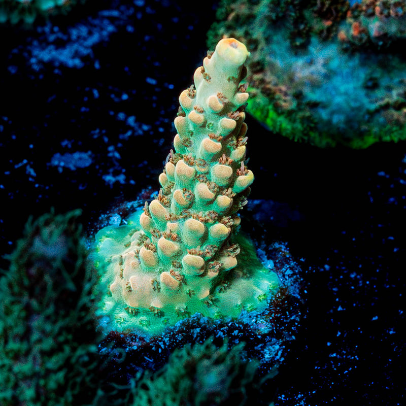 Temporal Distortion Acropora
