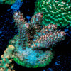 Pit Viper Acro 