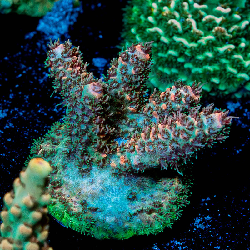Pit Viper Acro