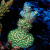 Circus Freak Tenuis Acropora 