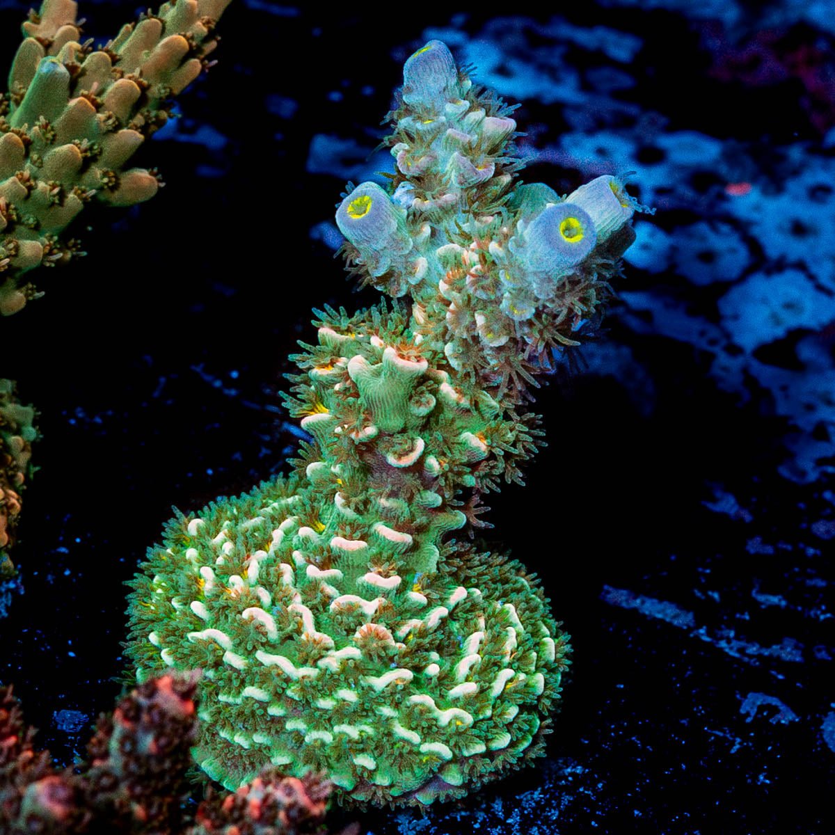 Circus Freak Tenuis Acropora 