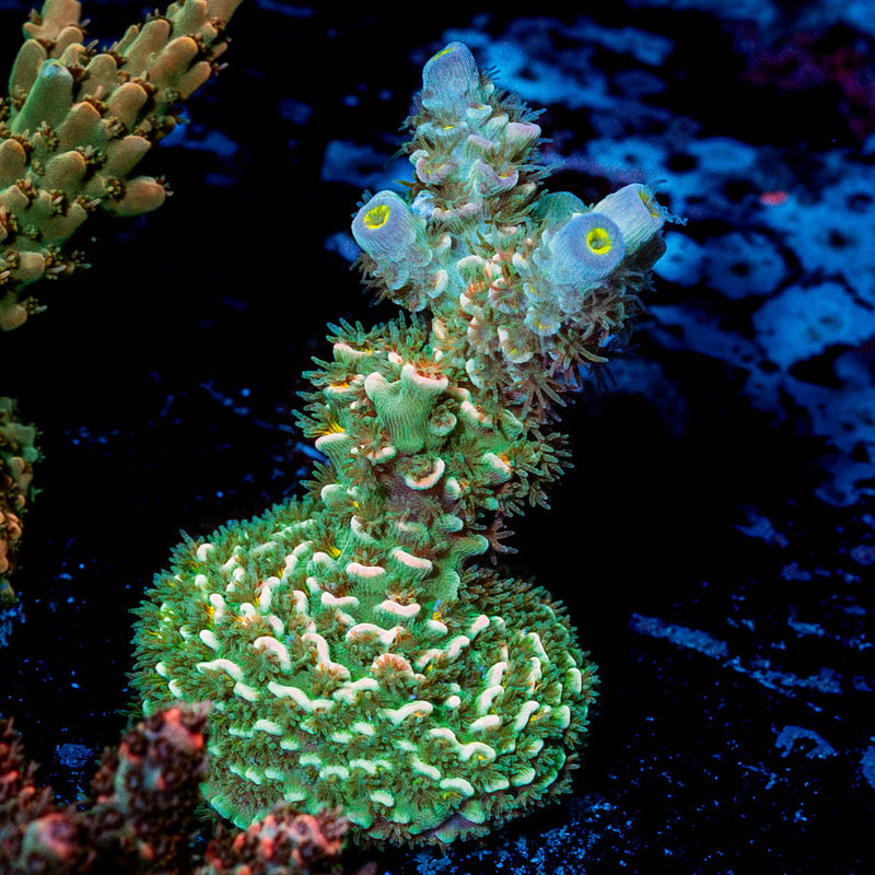 Circus Freak Tenuis Acropora