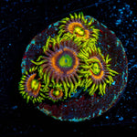 Kamikaze Zoanthid 