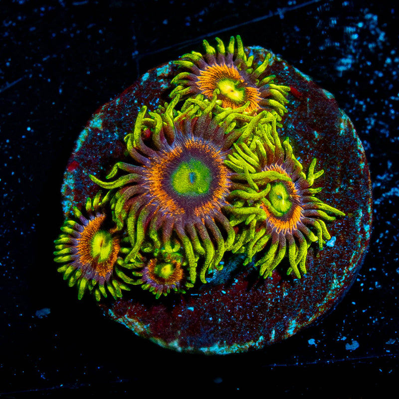 Kamikaze Zoanthid