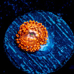 Utter Chaos Zoanthid 