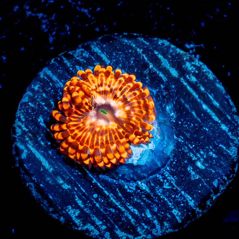 Utter Chaos Zoanthid