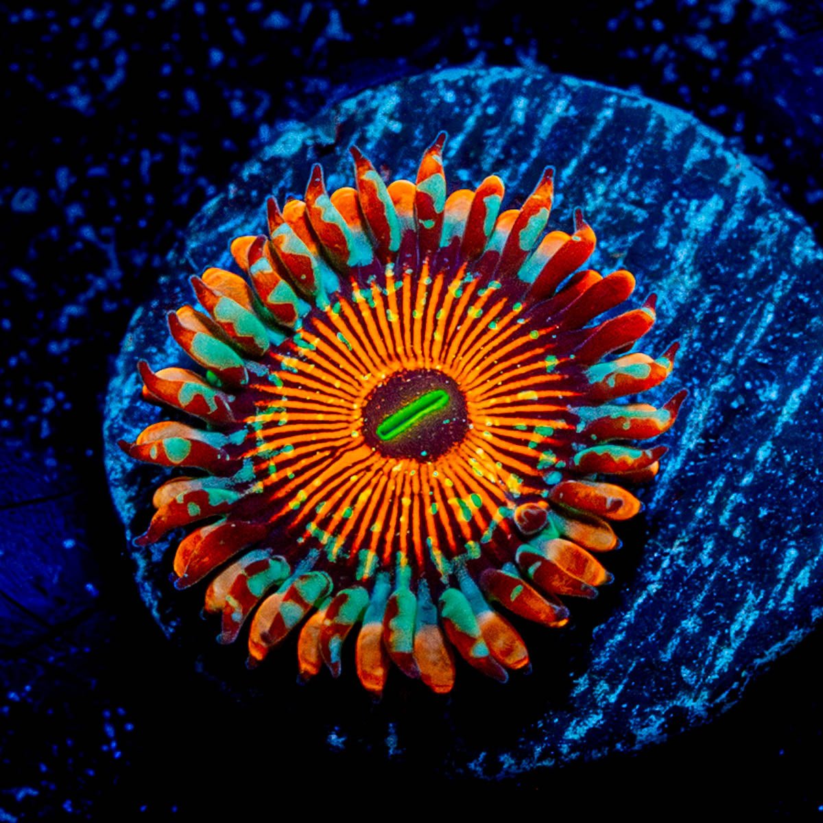 White Walkers Zoanthid 