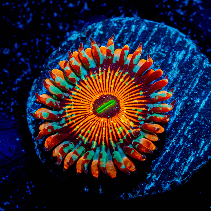 White Walkers Zoanthid