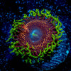 Psychosis Zoanthid 