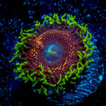 Psychosis Zoanthid 