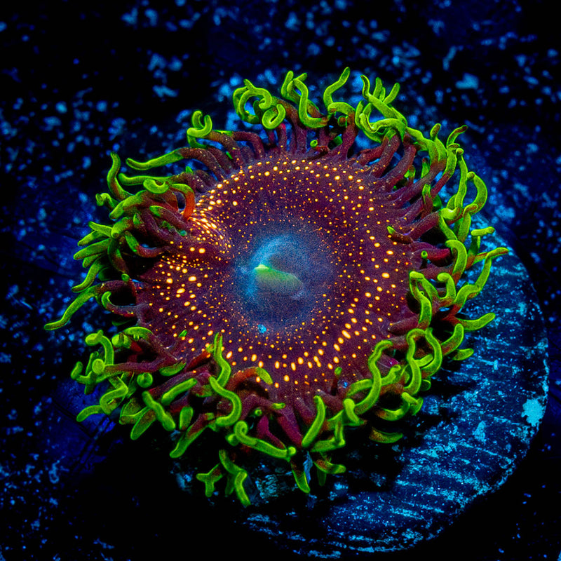Psychosis Zoanthid