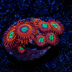 Calypso Zoanthid 