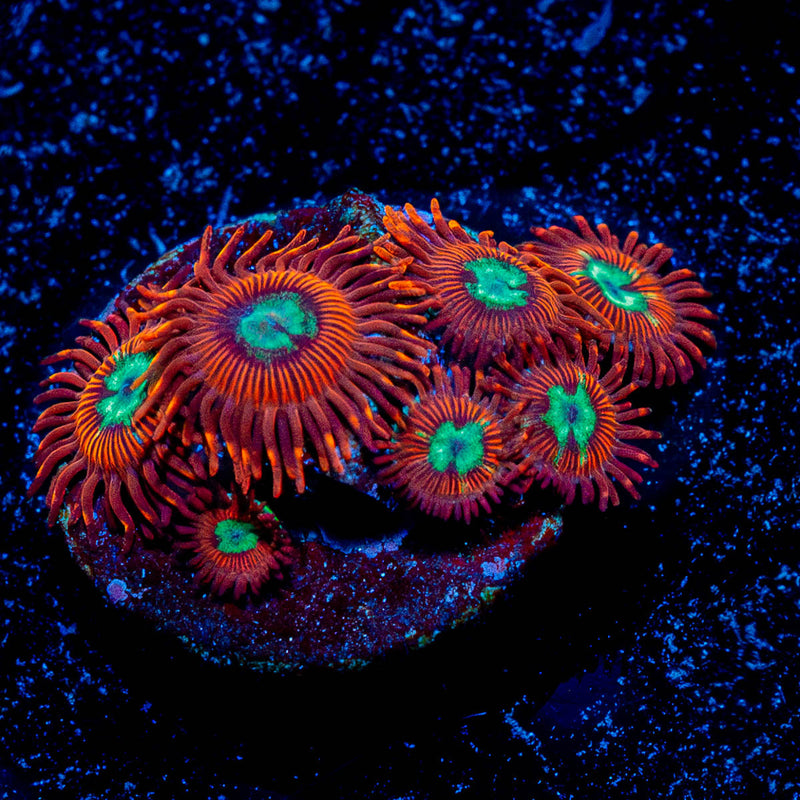 Calypso Zoanthid