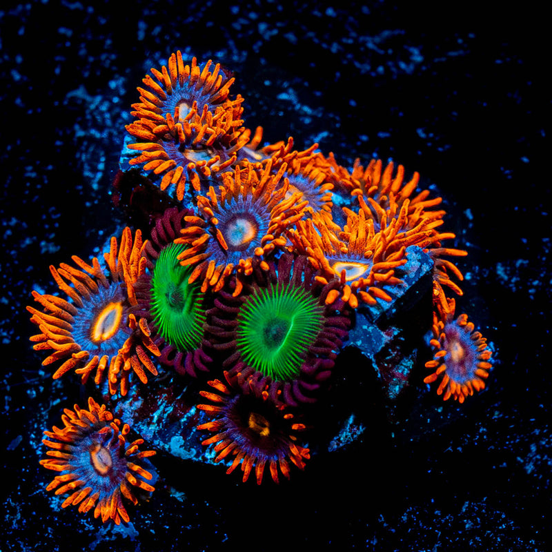 Fire and Ice Zoanthid