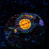 Eclipse Zoanthid 