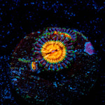 Eclipse Zoanthid 