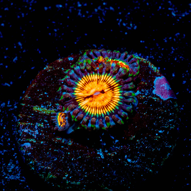Eclipse Zoanthid