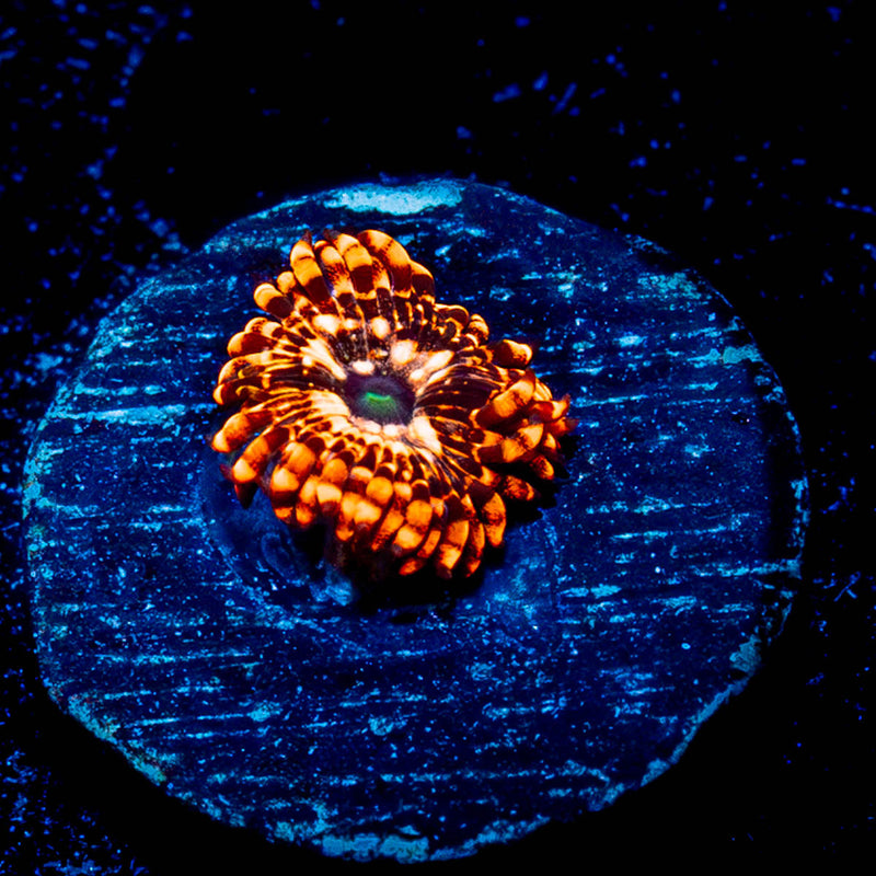 Utter Chaos Zoanthid